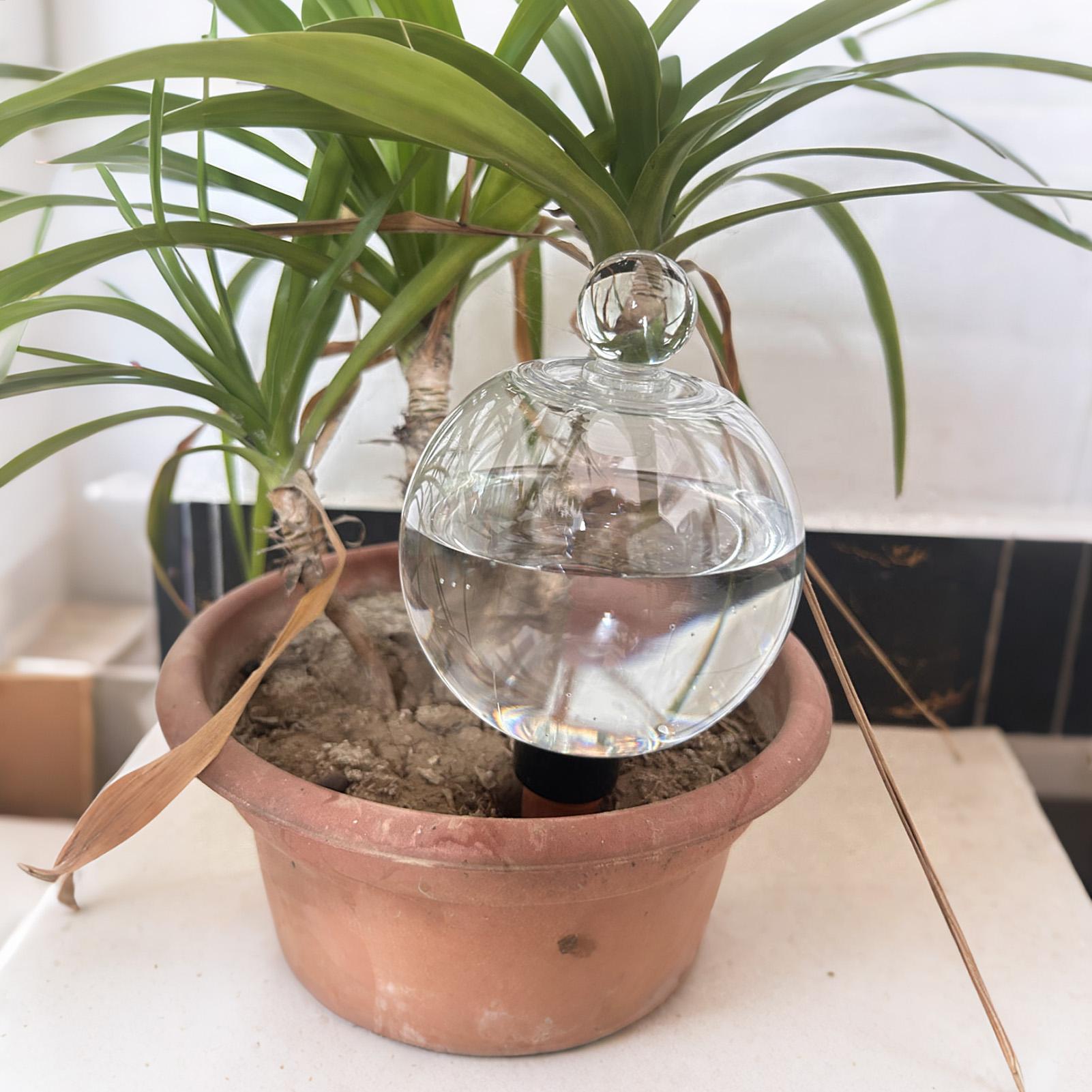 植物散水用ボール 4個入り 500ml 透明自動給水グローブ - Pothos のレビューと価格