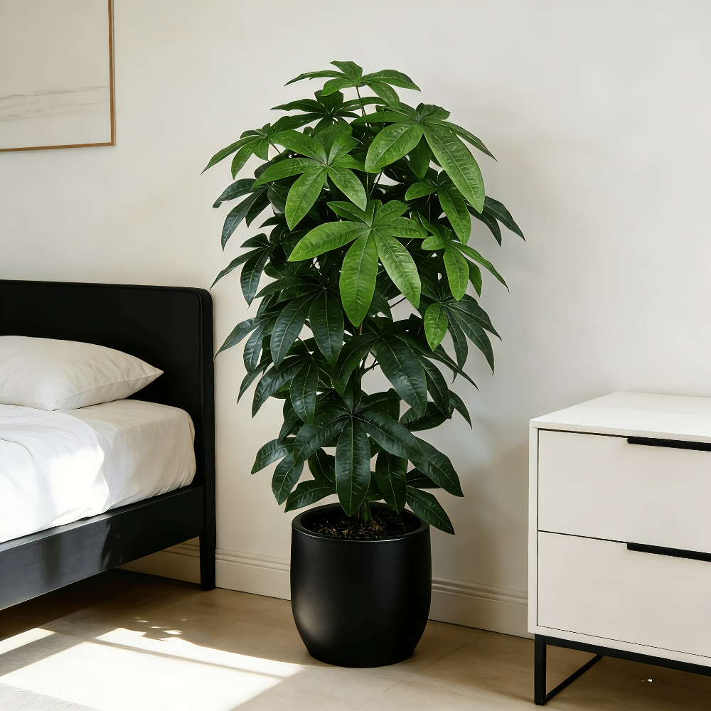 人工の金のなる木パキラ・アクアティカは、科学的にも知られる金 - Fiddle Leaf Fig のレビューと価格